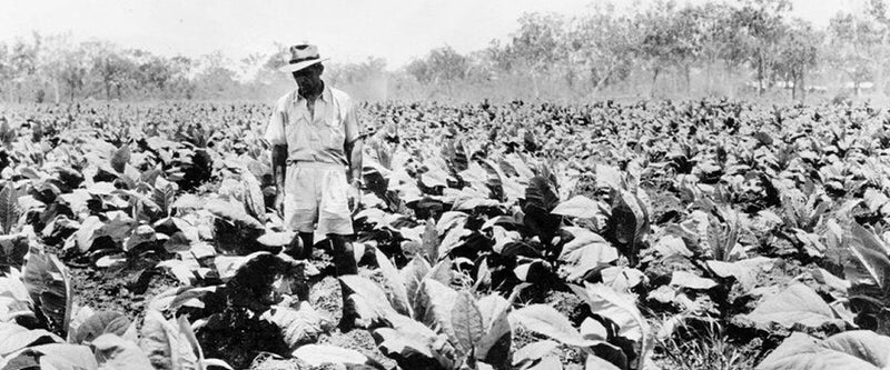 Expansion Of Cultivation
